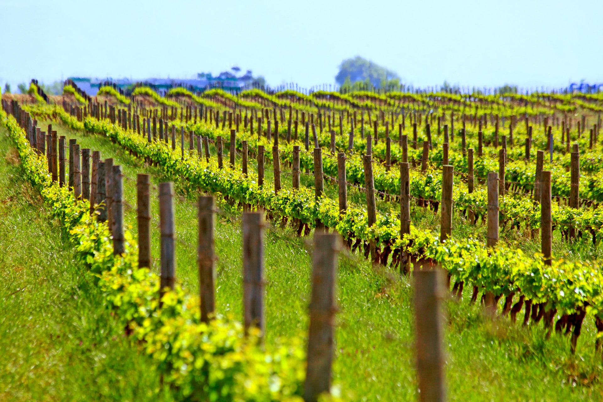 domaine-cazes-vignoble2-1920 domaine-cazes-vignoble ecocert