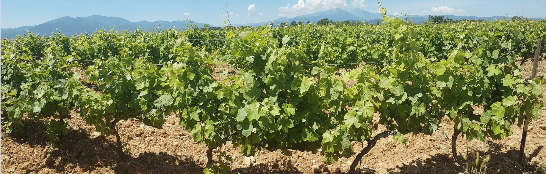 NOUVEAU : DOMAINE DU GRAND CHÊNE